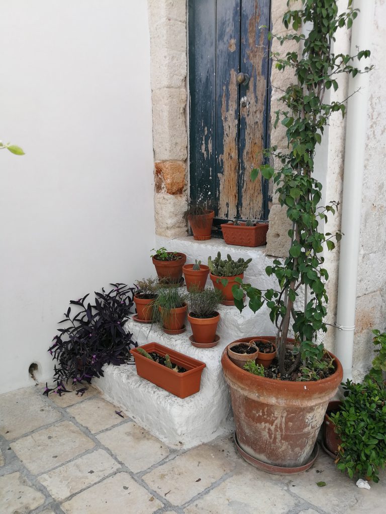 Old door with plants.