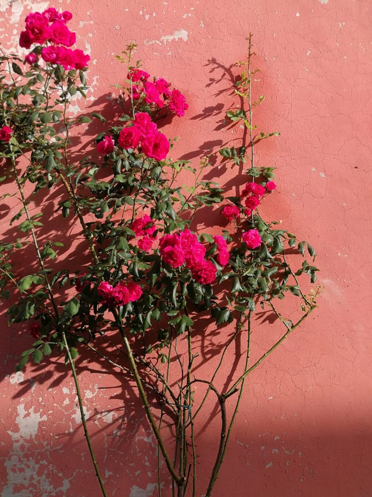 Beautiful pink flowers grow in front of an old, chipped, pink wall in San Pietro in Valle