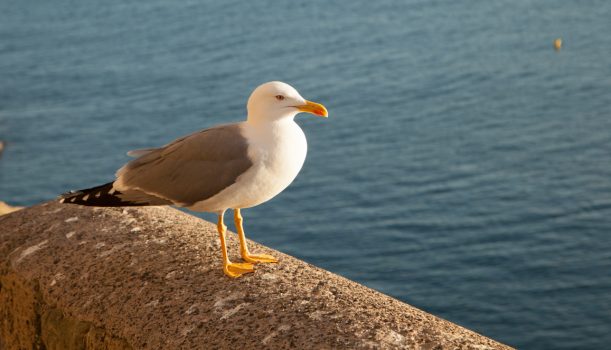 Napoli